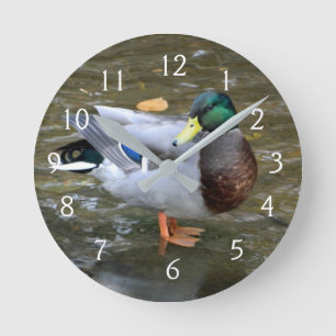 Horloge Ronde Portrait de canard Mallard