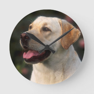 Horloge Ronde Portrait de labrador retriever, Hilton