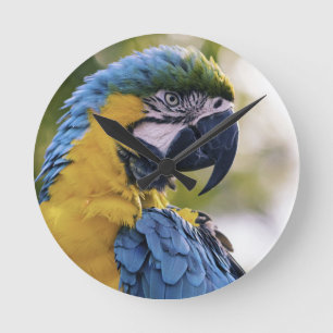 Horloge Ronde Portrait du profil de la perroquet macaw