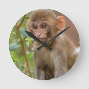 Horloge Ronde Rhesus Monkey Baby, Monkey Temple, Jaipur