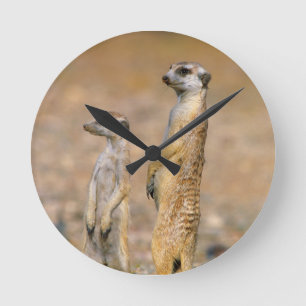 Horloge Ronde Sentinelles de suricate (Suricata suricatta), Kara
