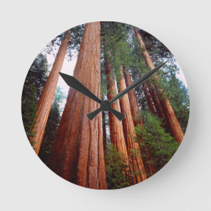 Horloge Ronde Séquoias géants à feuilles de cyprès