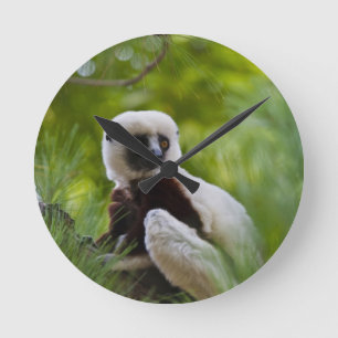 Horloge Ronde Sifaka de Coquerel dans la forêt 2