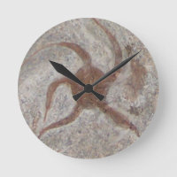 Starfish Fossil