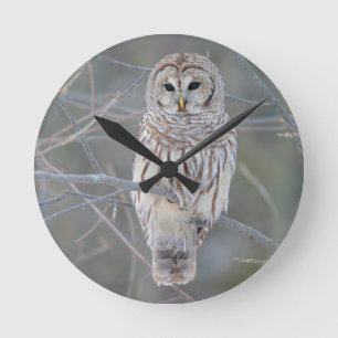 Horloge Ronde Strix Varia de hibou barré