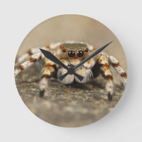 Tarantula Jumping Bird Spider fantastiques accesso