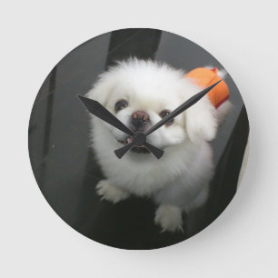 Horloge Ronde Tchiot shih tzu regardant l'appareil photo