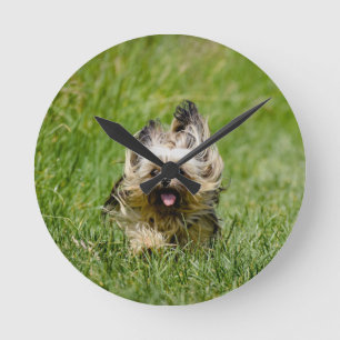 Horloge Ronde Terrier Yorkshire mignon Traversant L'Herbe