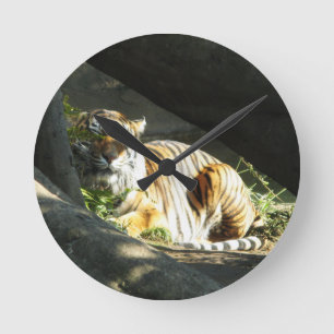 Horloge Ronde Tigre qui sommeille