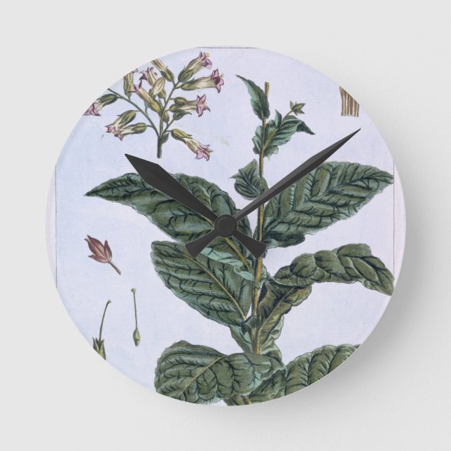 Horloge Ronde Tobacco plant, plate 7, from 'Collection Precieuse (Recto)