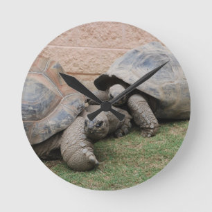 Horloge Ronde tortues géantes