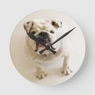 Horloge Ronde Très mignon Bulldog