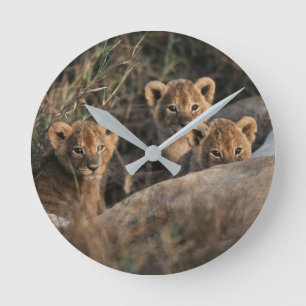 Horloge Ronde Trio de Lion Cubs with Mother