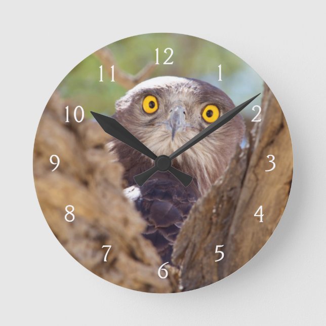 Horloge Ronde Un Aigle à serpent à poitrine blanche (Recto)