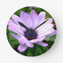 Un centre d'araignées