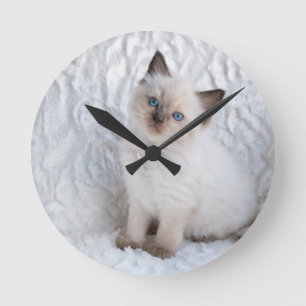 Horloge Ronde Un jeune chat de ragdoll se reposant sur la