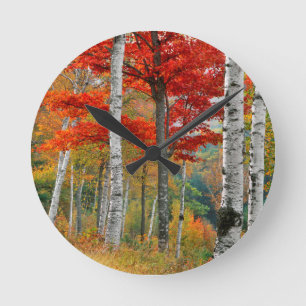 Horloge Ronde USA, Maine, Wyman Lake. Forêt De Birch