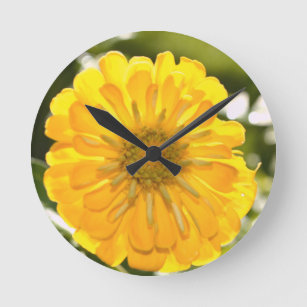 Horloge Ronde Zinnia jaune, marguerite jaune, fleur jaune