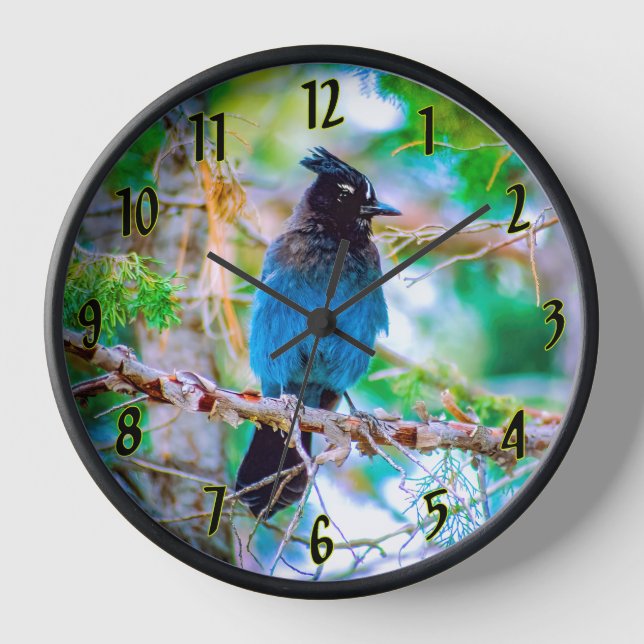 Horloge Steller's Jay - Photographie originale (Recto)
