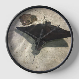 Horloge Stingray