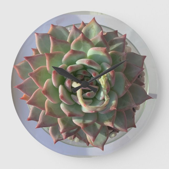 Horloge succulente (Recto)