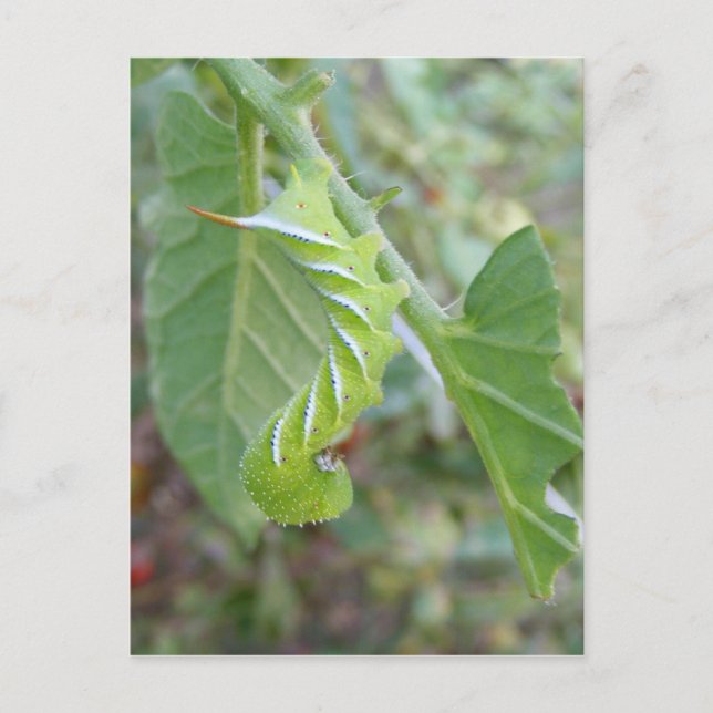 Horn Worm ~ carte postale (Devant)