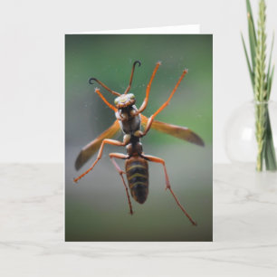Hornet, carte