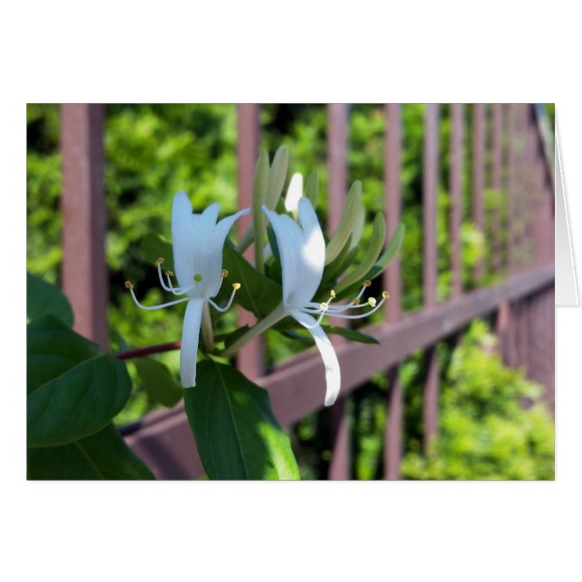 hors ligne (Devant horizontal)