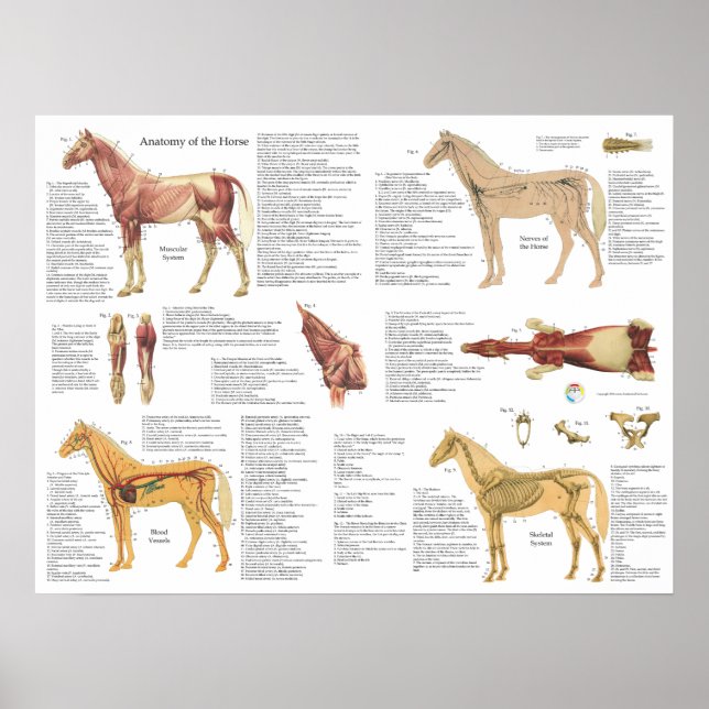 Horse Equine Anatomy Muscles Skeleton Poster (Devant)