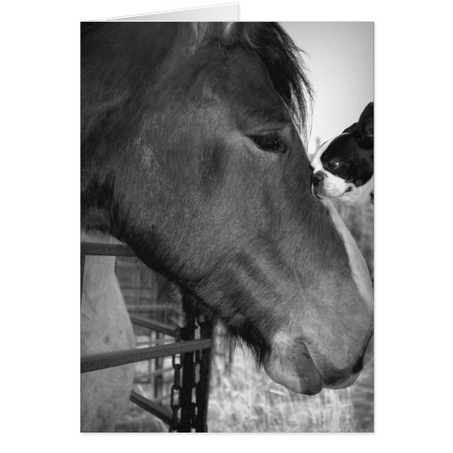 Horse et Boston Terrior (Devant)