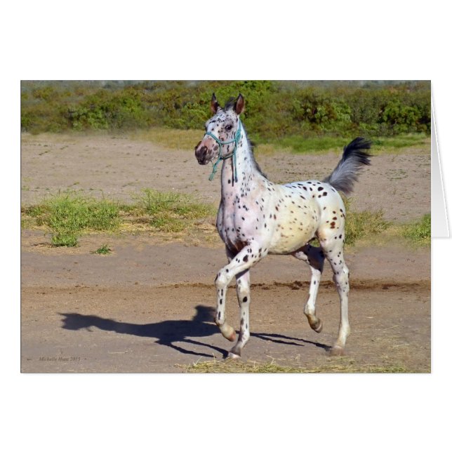 Horse greeting cards (Devant horizontal)