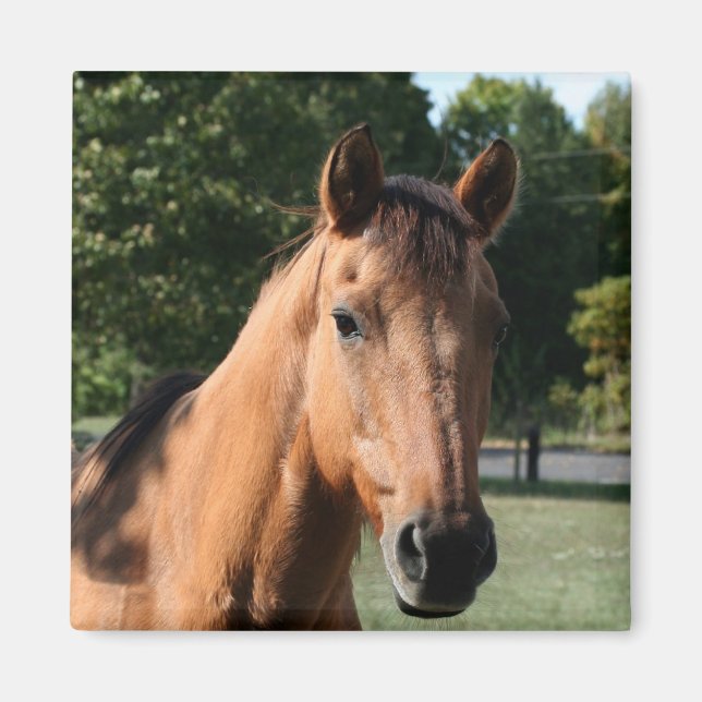 Horse head magnet (Devant)
