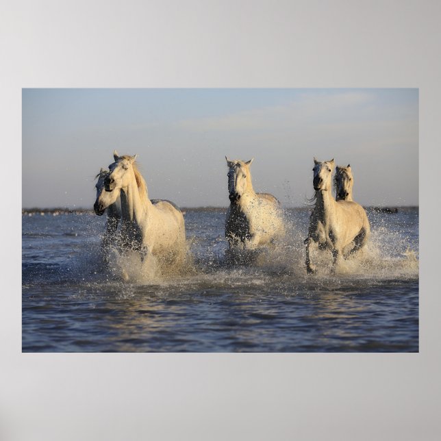 horse herd poster (Devant)