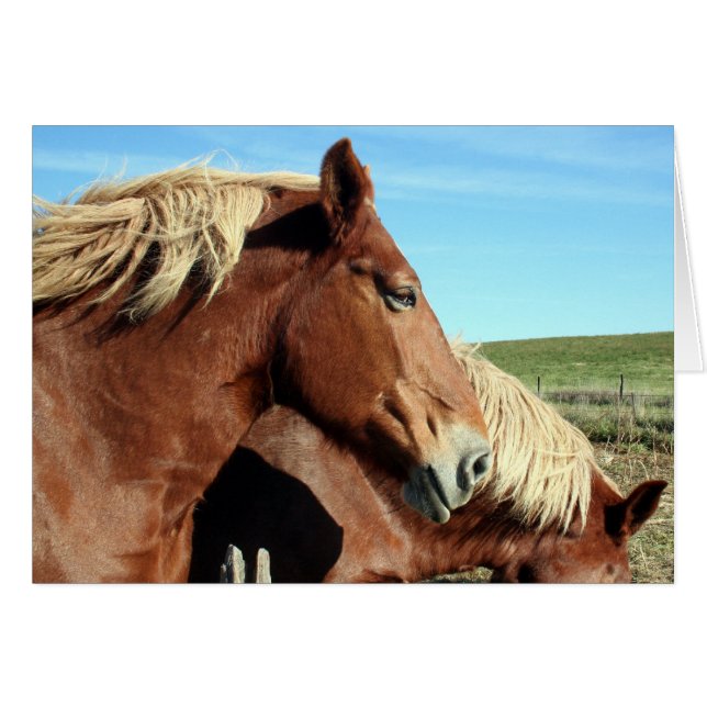 Horse Portriat (Devant horizontal)