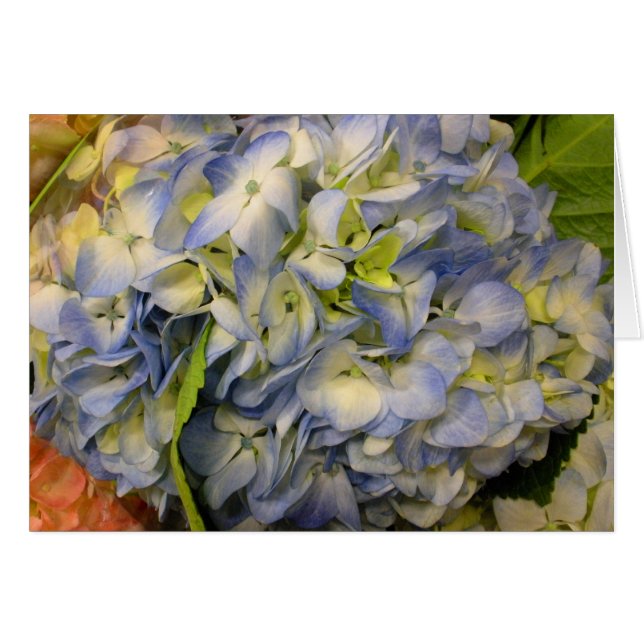 Hortensia (Devant Horizontal)