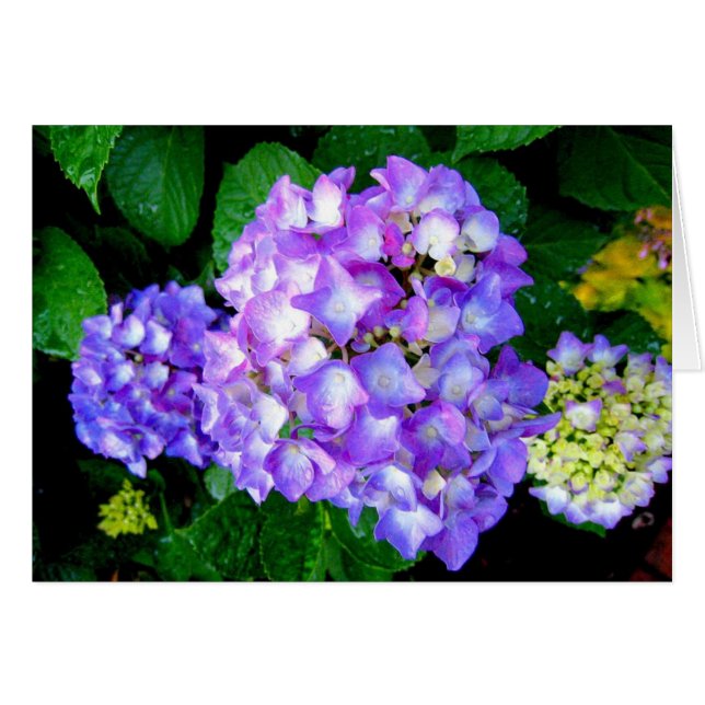 Hortensia d'été (Devant horizontal)