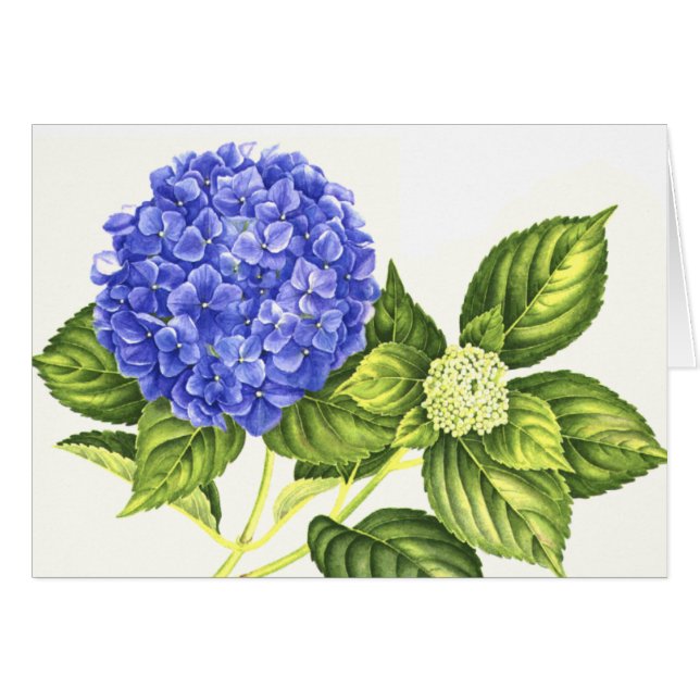 Hortensia et bourgeon bleus (Devant Horizontal)