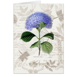 Hortensia vintage