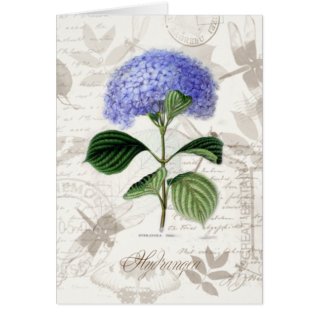 Hortensia vintage (Devant)