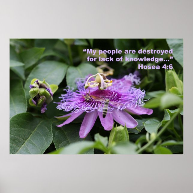 Hosea 4:6 Poster des écritures (Devant)