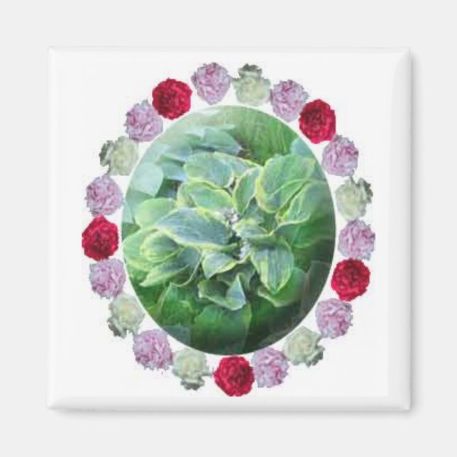 Hosta avec Aimant de jardinage rouge blanc rose (Devant)