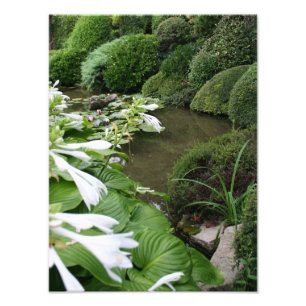 Hosta dans un jardin zen Photo