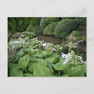 Hosta in a Zen Garden 2 Carte postale