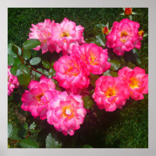 Hot Pink Rose Poster