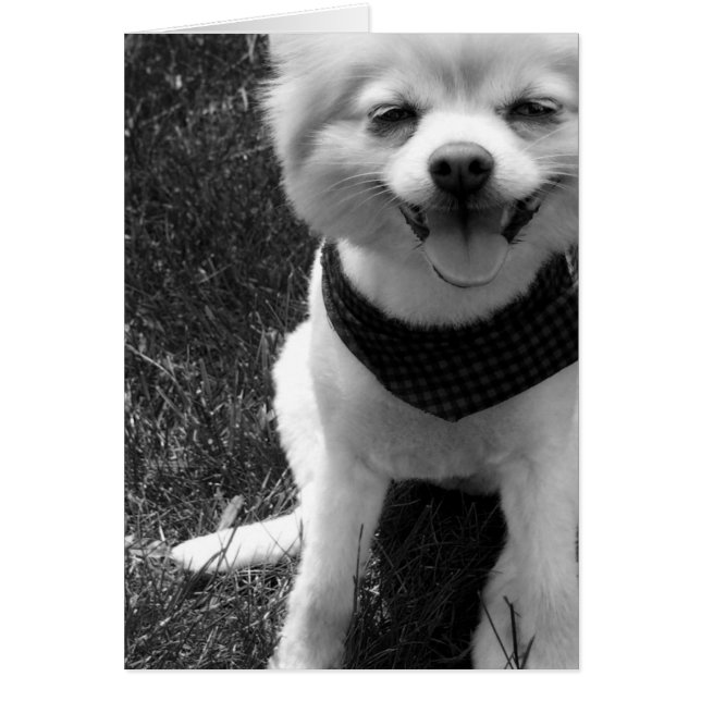Hot Summer Doggy Days (Devant)