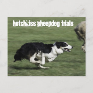 Hotchkiss Sheepdog Trials Carte postale