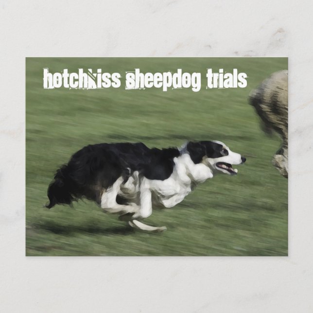 Hotchkiss Sheepdog Trials Carte postale (Devant)