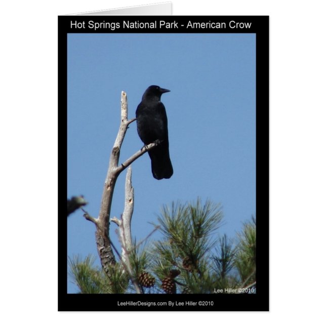 Hots Springs National Park, AR - American Crow (Devant)