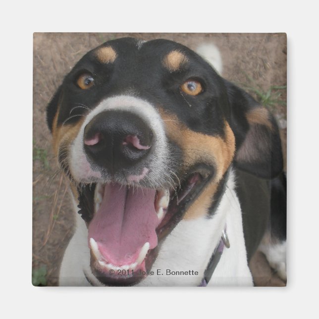 Hound Dog Magnet (Devant)