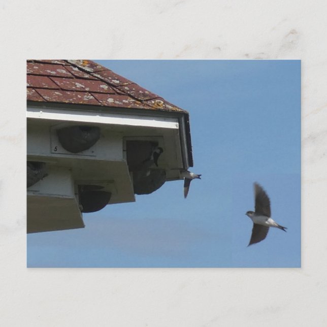 House Martins à Nest Box do-it-yourself carte post (Devant)